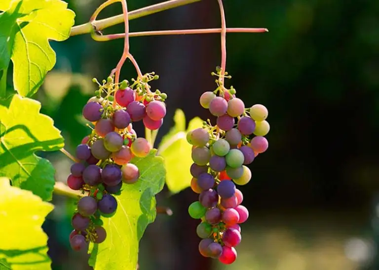 Conoce las variedades del vino dulce.